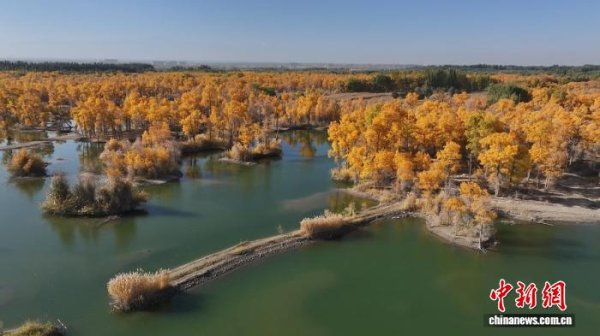 威力财 新疆民丰县：“追着胡杨游和田”金秋胡杨季启幕